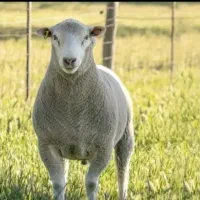 گوسفند چاق پروار گوشتی زنده باسکول قصاب رایگان