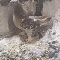 سوسنی ،جفت پلاکی