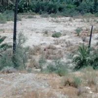 زمین کشاورزی
