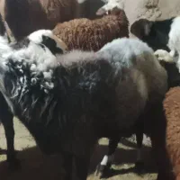 قوچ میش بره بز