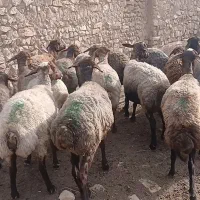 میش داشتی کلات نادر
