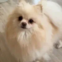 سگ پامرانین بالغ ماده