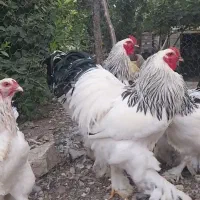 جوجه برهما لایت تخم مرغ نطفه دار