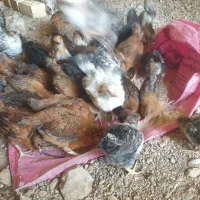 جوجه  محلی گلپایگانی ۵۰روزه  سرحال زل