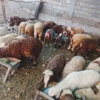 بره پای پروار