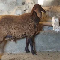 شیشک همو نر