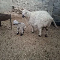 گوسفند بابره نر