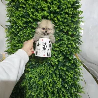 پامرانین صورت خرسی