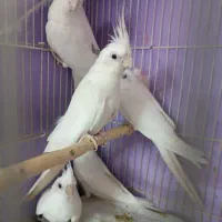 عروس هلندی