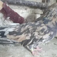 ۳طوق عروس نروماده وماده تک