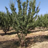 کار میوه چینی