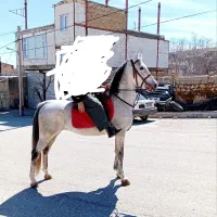 نریان ترک   اصیل