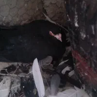 کفتر|پرنده|کوهبنان, |دیوار