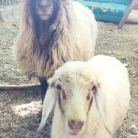 فروش شیشک