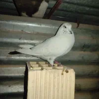 چند جفت پرنده