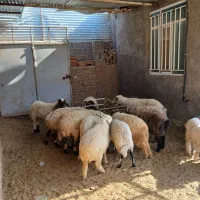 بره نر زرند