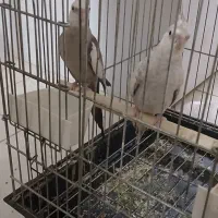 عروس هلندی