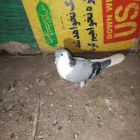 یک جفت کفتر