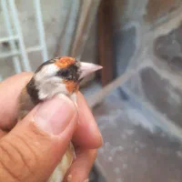 فروش دو عدد سهره ماده