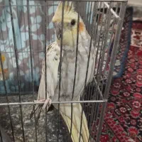 عروس هلندی
