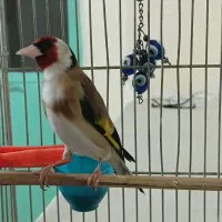 سهره بهاره مست دهن لر