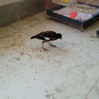 جوجه مینا