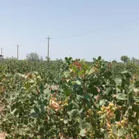 باغ-پسته-با-متراژ-کم