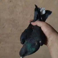 کبوتر|پرنده|تیران, |دیوار
