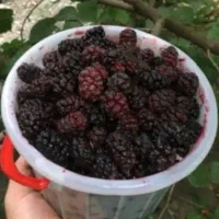 توت سیاه