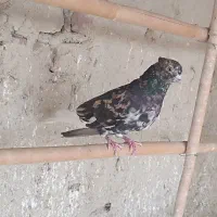 هفت رنگ
