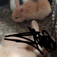 بچه خرگوش لوپ جرسی