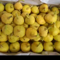 انجیر زرد گرمسار