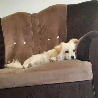 سگ پامر