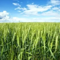 زمین کشاورزی دیم مرغوب آورزمان مهدی آباد