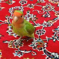 گمشده