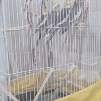 ۴ عدد عروس هلندی با قفس سایز  بزرگ