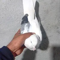 کبوتر.