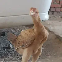 جوجه لاری خوش قیافه