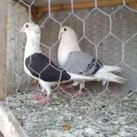 کفتر پشت گراف سبز کبوتر کویتی سیاه کبوتر پرشی