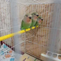 کوتوله سبزصورت هلویی.مفت وارزان