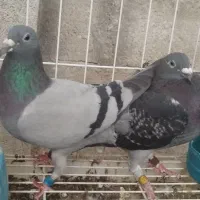 دو جفت پلاکی
