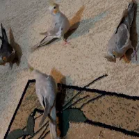 فروش جوجه عروس هلندی