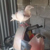 کبوتر مسافتی اهلی