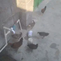 چندعددجوجه مرغ محلی به فروش می‌رسد
