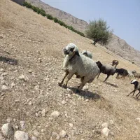 قوچ|حیوانات مزرعه|بهبهان, |دیوار
