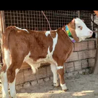 دامداری میکائیل گوساله سیمینتال واکسینه شده