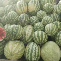 هندوانه گوسفندی وقابل استفاده