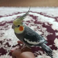 عروس هلندی سخنگو و دستی باج پرنسسی