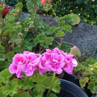 گل شمعدانی فروش یکجا