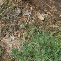 چاه کن (حفاری به صورت دستی )